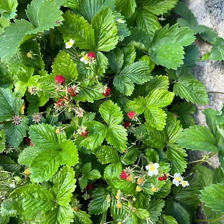 Charmante Petite Maison Transylvanie Săcele